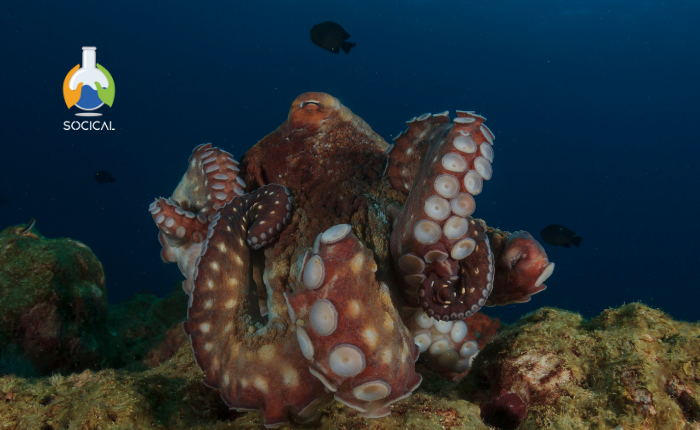 Biología y Conservación de Invertebrados Marinos