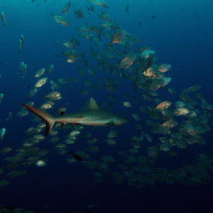 Biología y Conservación de Peces Marinos