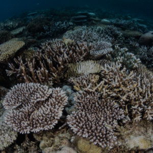 Fundamentos del Monitoreo de Invertebrados Marinos