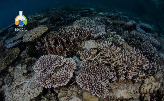 Fundamentos del Monitoreo de Invertebrados Marinos