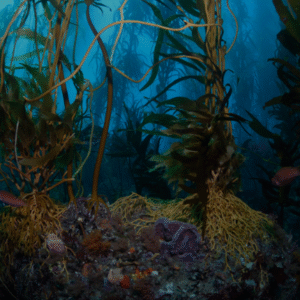 Introducción a los Ecosistemas Marinos