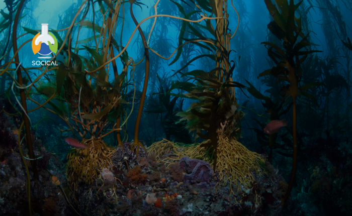 Introducción a los Ecosistemas Marinos