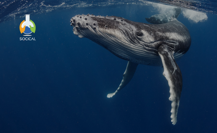 Programa Formativo: Biodiversidad y Ecosistemas Marinos