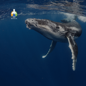 Programa Formativo: Biodiversidad y Ecosistemas Marinos