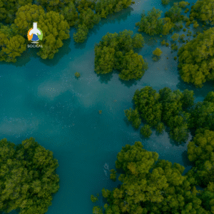 Ecosistemas de Manglar en México