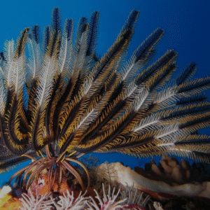 Biología y Conservación de Equinodermos