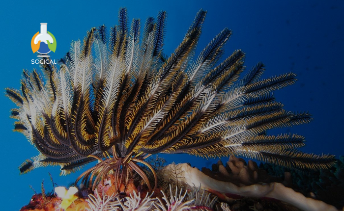 Biología y Conservación de Equinodermos
